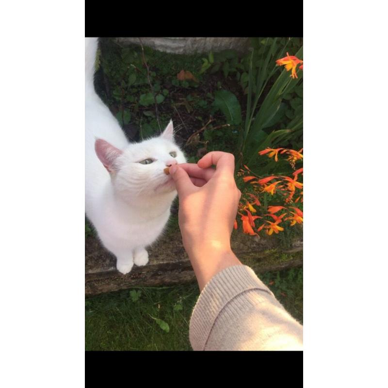 White cat for sale