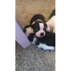 Bo-Jack Puppies for sale - 2 Girls 1 Boy