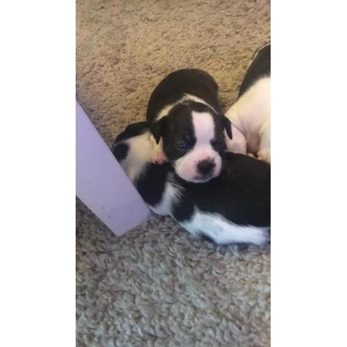 Bo-Jack Puppies for sale - 2 Girls 1 Boy