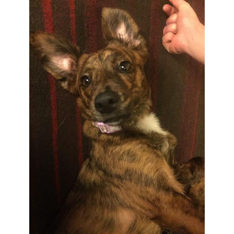 Loving Female Dog Looking For New Family