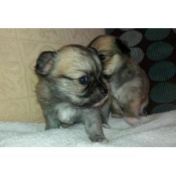 Chihuahua pups