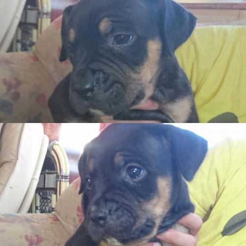 9 beautiful puppies (Bullmastif x staffordshire bull terier dad) (Dogue de Bordeaux x staff"" mum)