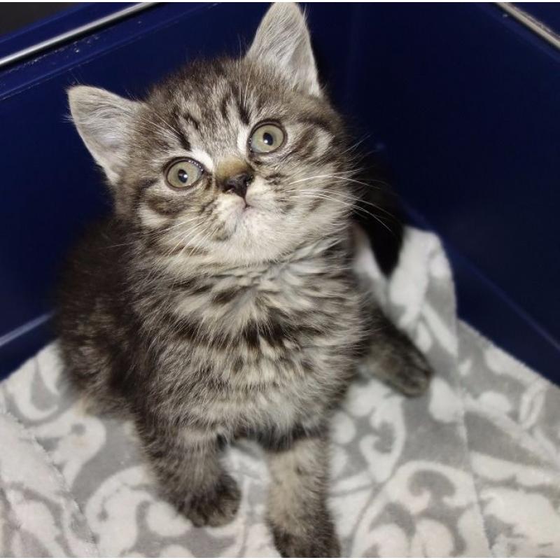 British Shorthair female kitten ready now