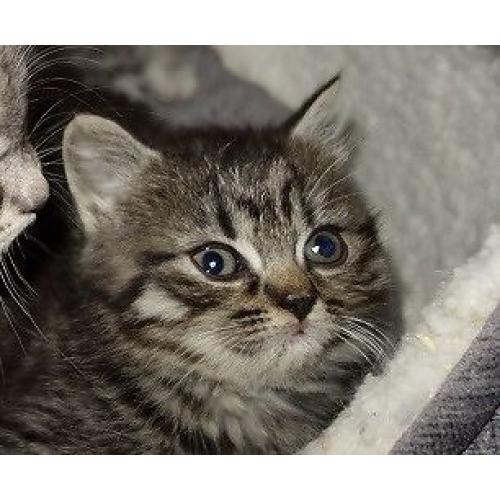British Shorthair female kitten ready now