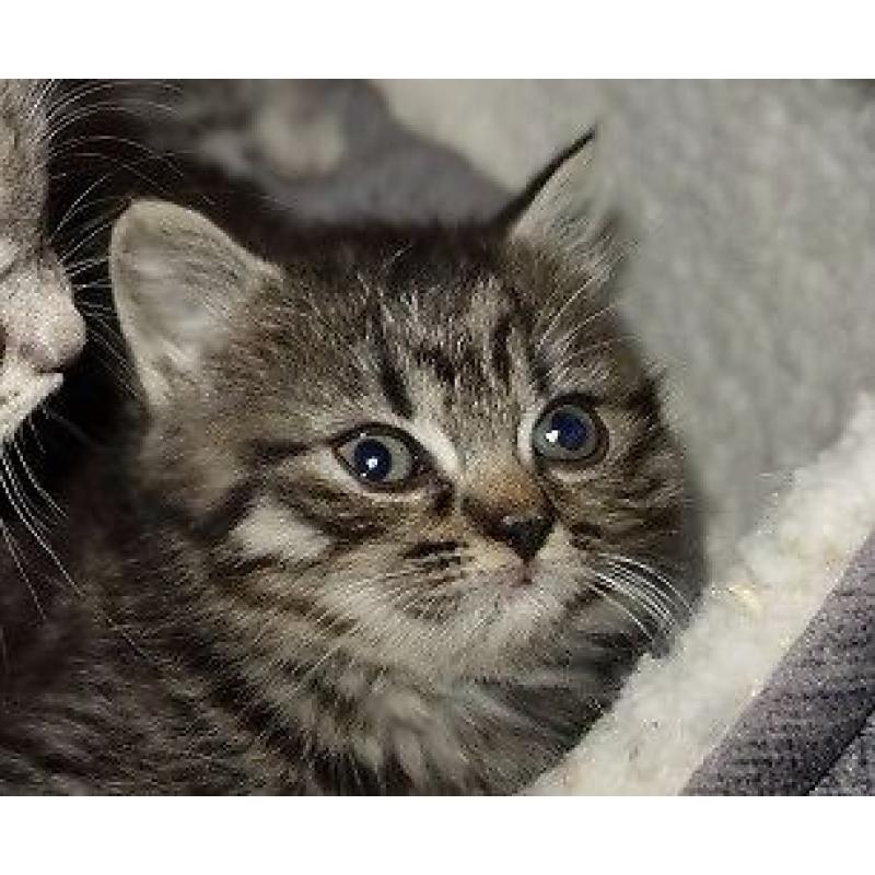 British Shorthair female kitten ready now