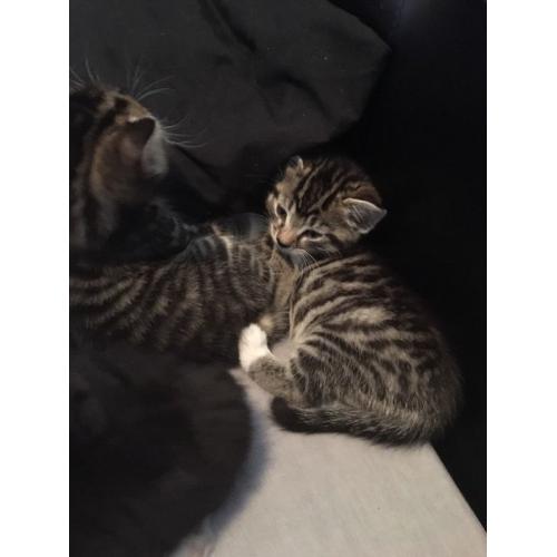 Beautiful male kitten.