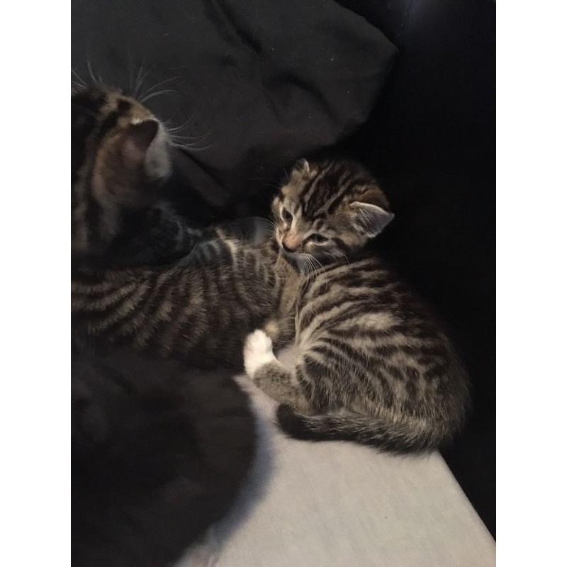 Beautiful male kitten.