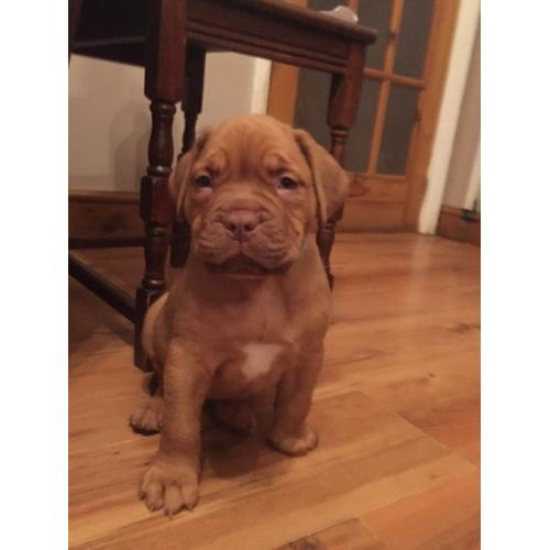 Stunning Dogue de Bordeaux puppies