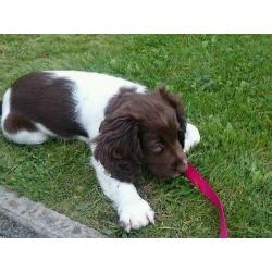 Female English Springer Spaniel puppy