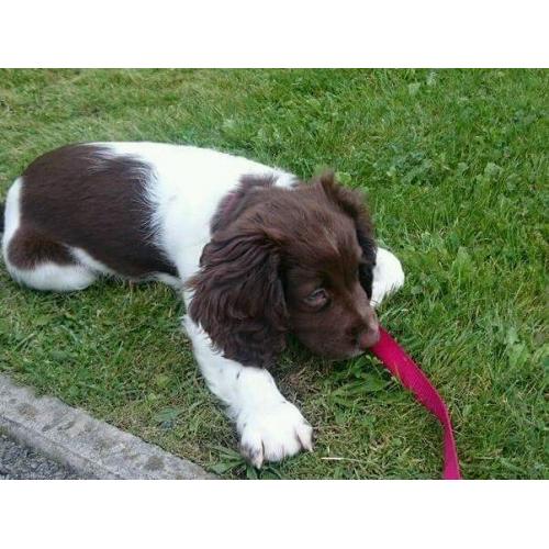 Female English Springer Spaniel puppy