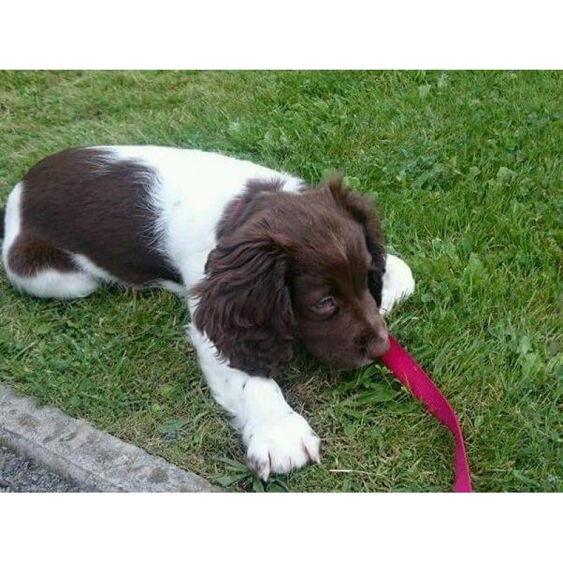 Female English Springer Spaniel puppy