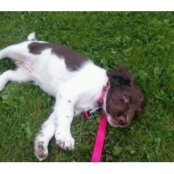 Female English Springer Spaniel puppy