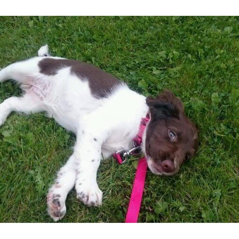 Female English Springer Spaniel puppy