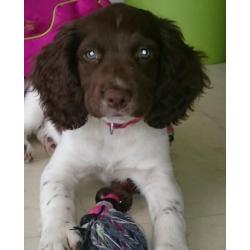 Female English Springer Spaniel puppy