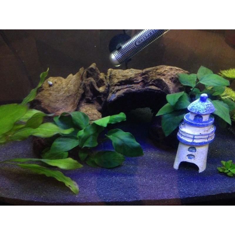 Fish Tank & Fish