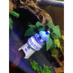 Fish Tank & Fish