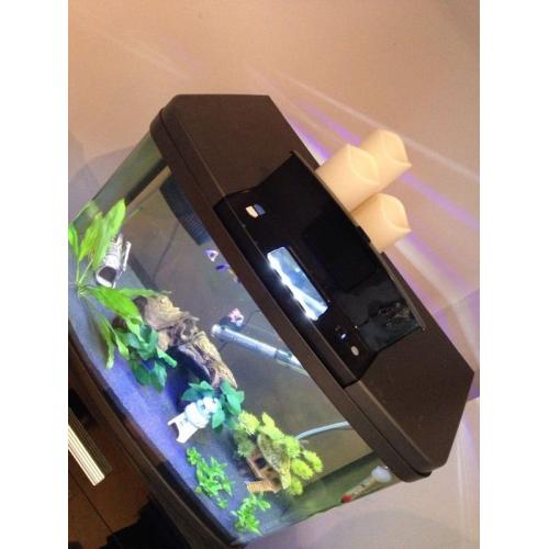 Fish Tank & Fish