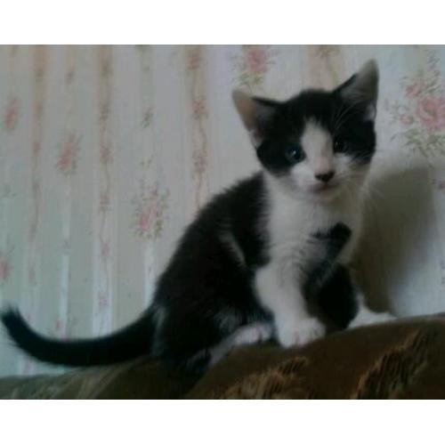 Black & White kitten for sale