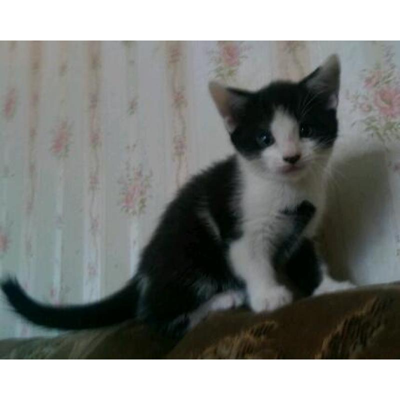 Black & White kitten for sale