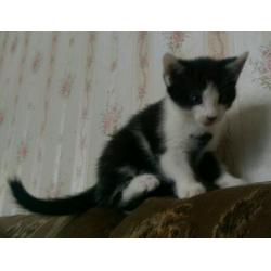 Black & White kitten for sale