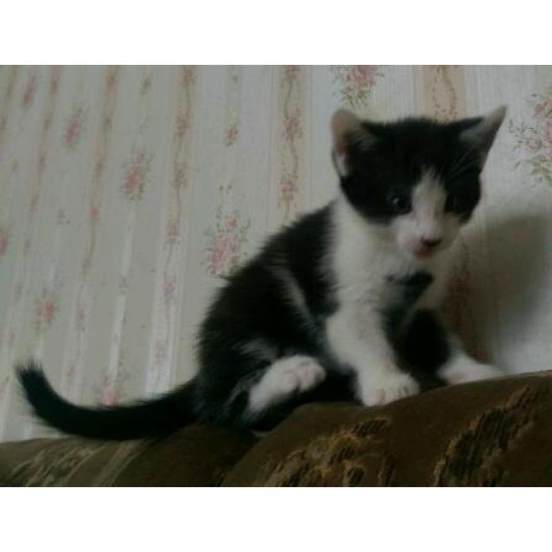 Black & White kitten for sale