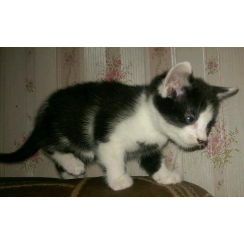 Black & White kitten for sale