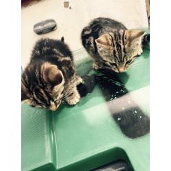 have 2 fluffy tabby kittens for sale 8 weeks old