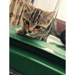 have 2 fluffy tabby kittens for sale 8 weeks old
