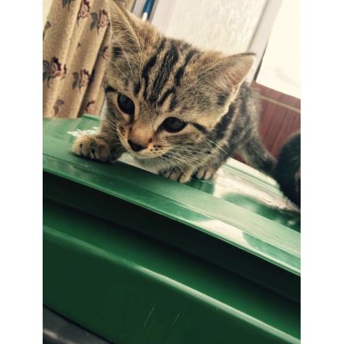have 2 fluffy tabby kittens for sale 8 weeks old