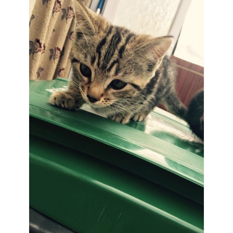 have 2 fluffy tabby kittens for sale 8 weeks old