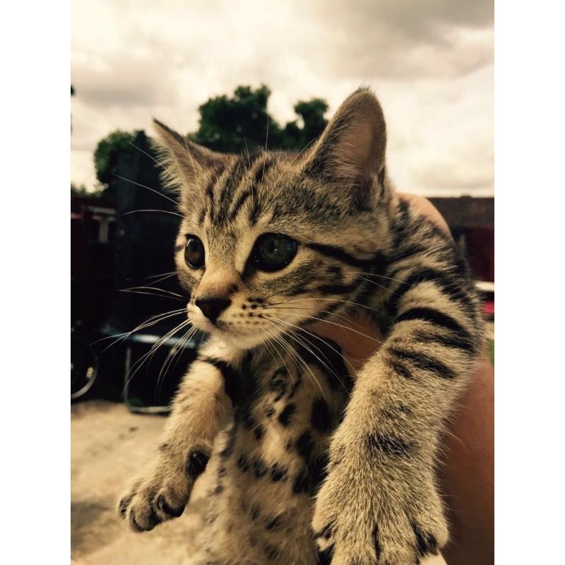 have 2 fluffy tabby kittens for sale 8 weeks old