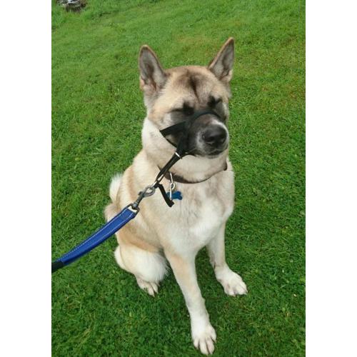 Japanese Akita