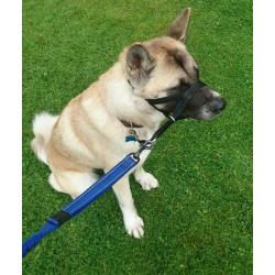 Japanese Akita