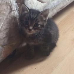 Kittens