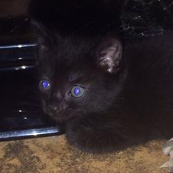 Kittens
