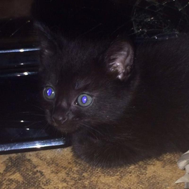 Kittens