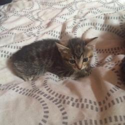 Kittens