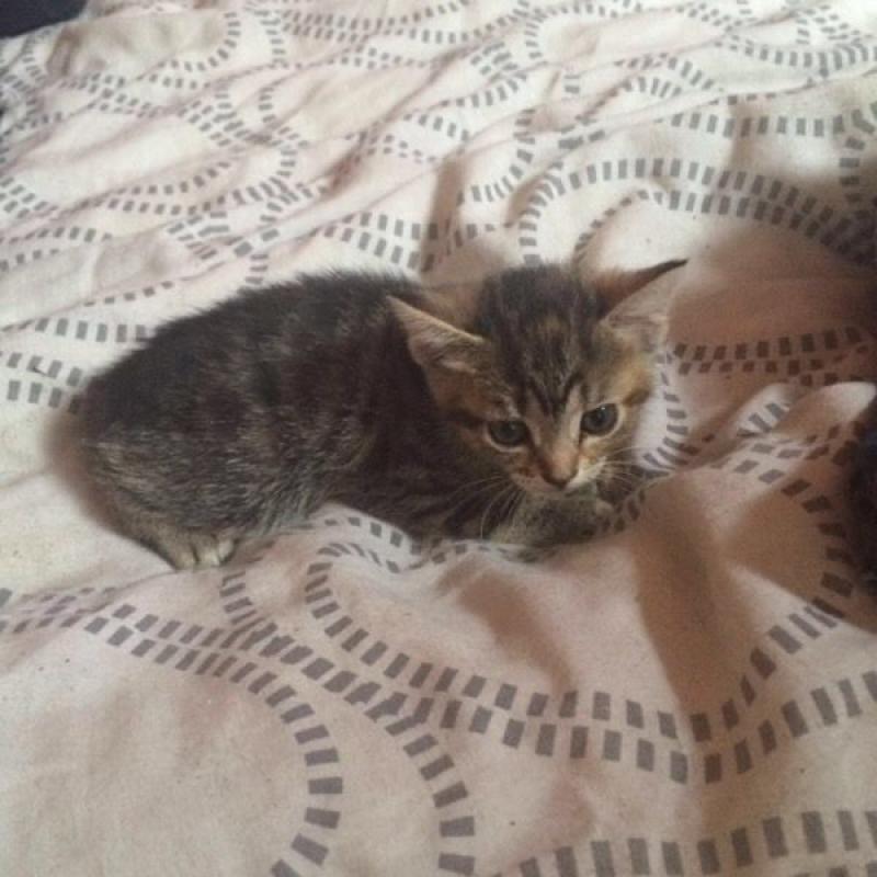 Kittens