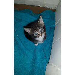 Stripy kittens