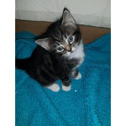 Stripy kittens