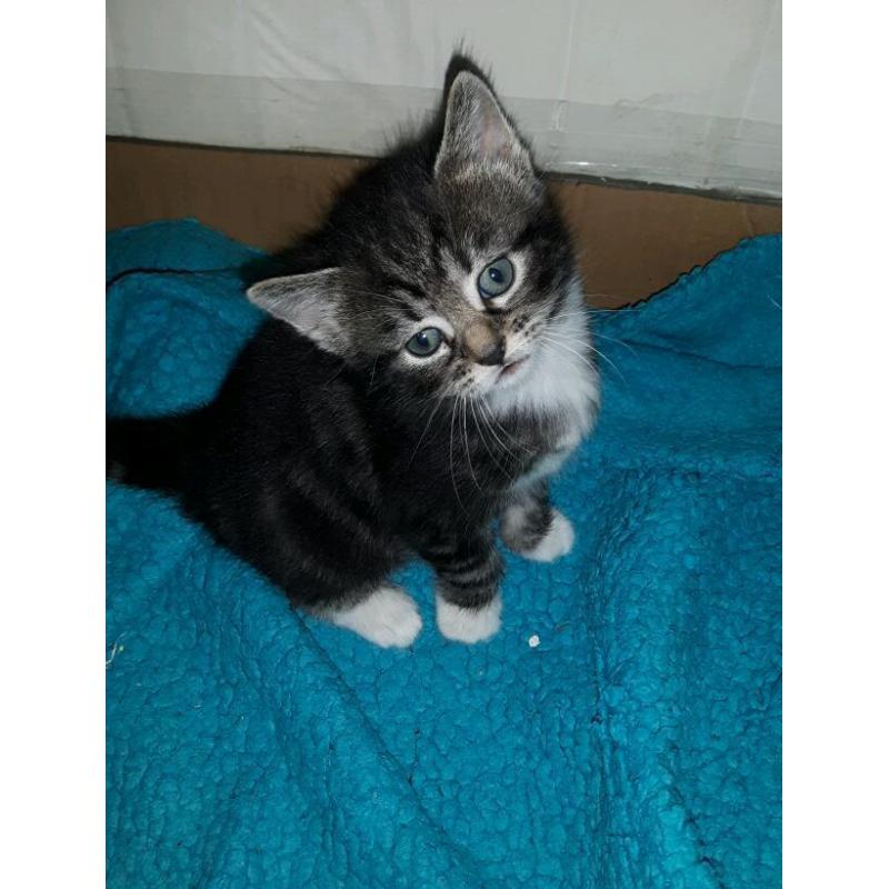 Stripy kittens