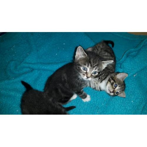 Stripy kittens