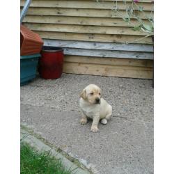 KC REG YELLOW LABRADOR PUPS