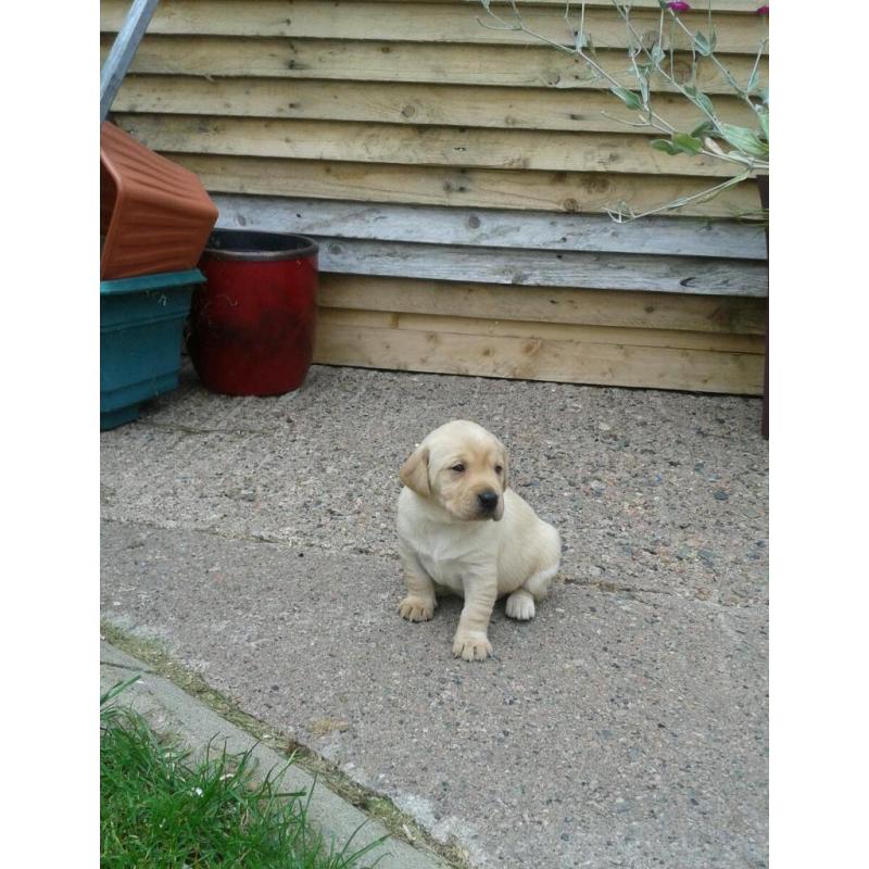 KC REG YELLOW LABRADOR PUPS