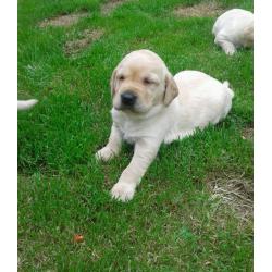 KC REG YELLOW LABRADOR PUPS