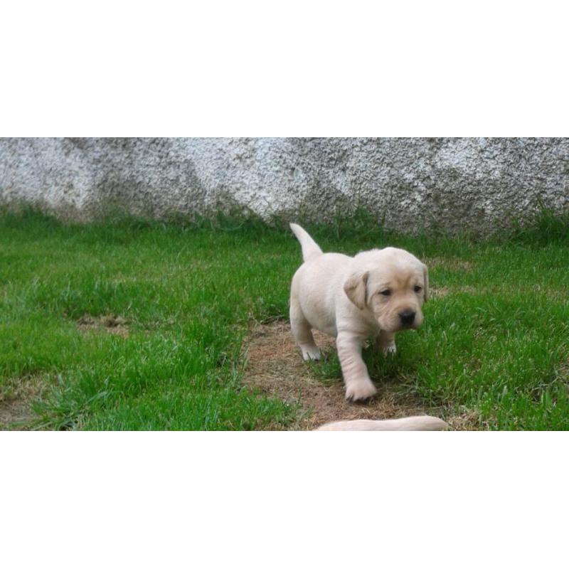 KC REG YELLOW LABRADOR PUPS