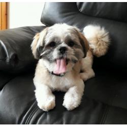 Shih tzu bitch