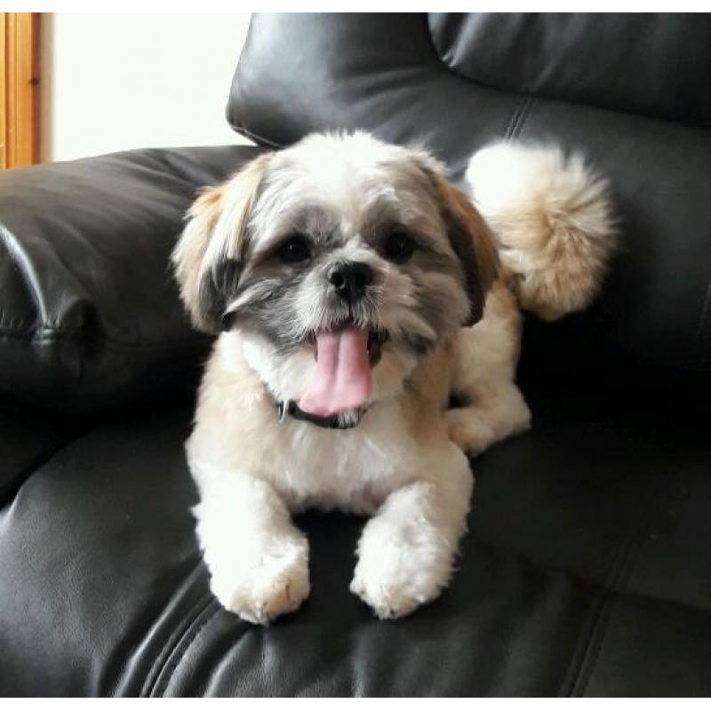 Shih tzu bitch