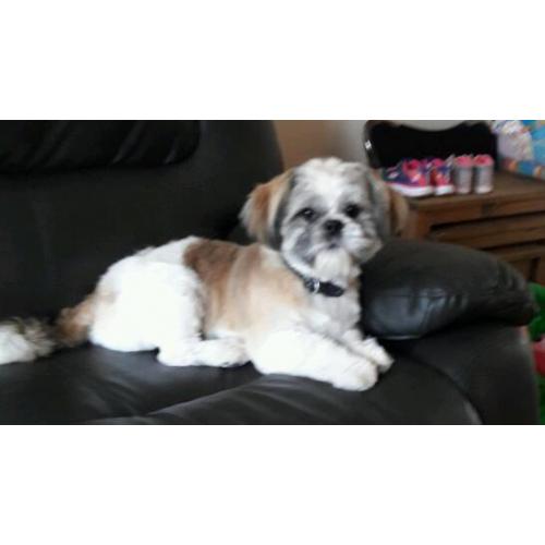 Shih tzu bitch
