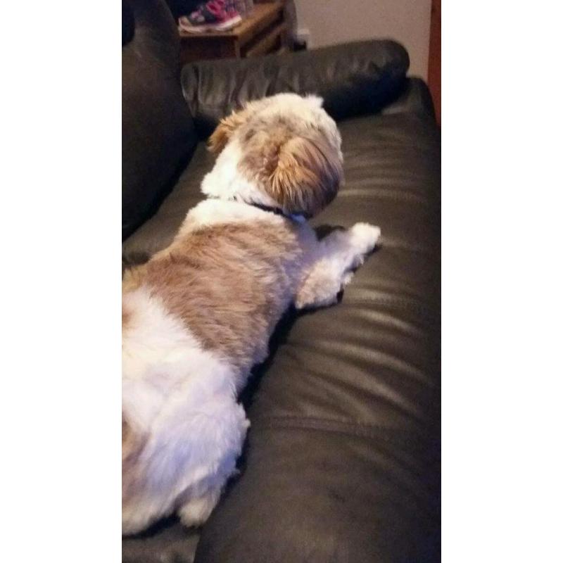 Shih tzu bitch